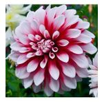 DAY GARDEN 50 ADET K.BEYAZI DAHLİA ÇİÇEĞİ TOHUMU + 10 ADET HEDİYE KARIŞIK GÜL ÇİÇEK TOHUMU