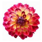 DAY GARDEN 50 ADET K.SARI DAHLİA ÇİÇEĞİ TOHUMU + 10 ADET HEDİYE KARIŞIK GÜL ÇİÇEK TOHUMU