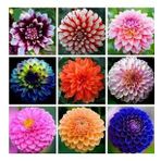 DAY GARDEN 50 ADET KARIŞIK DAHLİA ÇİÇEĞİ TOHUMU + 10 ADET HEDİYE KARIŞIK GÜL ÇİÇEK TOHUMU