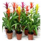 DAY GARDEN 50 ADET KARIŞIK GUZMANYA ÇİÇEĞİ TOHUMU + 10 ADET HEDİYE GÜL ÇİÇEK TOHUMU