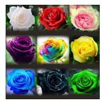 DAY GARDEN 50 ADET KARIŞIK RENK GÜL ÇİÇEĞİ TOHUMU + 10 ADET HEDİYE KARIŞIK LALE ÇİÇEK TOHUMU