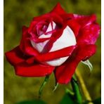 Day Garden 50 Adet Kırmızı Beyaz Gul Cıcegı Tohumu + 10 Adet Hedıye Karısık Lale Cıcek Tohumu