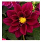 DAY GARDEN 50 ADET KIRMIZI DAHLİA ÇİÇEĞİ TOHUMU + 10 ADET HEDİYE KARIŞIK GÜL ÇİÇEK TOHUMU