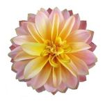 DAY GARDEN 50 ADET LİLA DAHLİA ÇİÇEĞİ TOHUMU + 10 ADET HEDİYE KARIŞIK GÜL ÇİÇEK TOHUMU