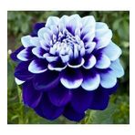 DAY GARDEN 50 ADET MAVİ BEYAZ DAHLİA ÇİÇEĞİ TOHUMU + 10 ADET HEDİYE KARIŞIK GÜL ÇİÇEK TOHUMU