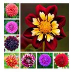 DAY GARDEN 50 ADET MAVİ DAHLİA ÇİÇEĞİ TOHUMU + 10 ADET HEDİYE KARIŞIK GÜL ÇİÇEK TOHUMU