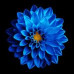 DAY GARDEN 50 ADET MAVİ RENK DAHLİA ÇİÇEĞİ TOHUMU + 10 ADET HEDİYE KARIŞIK GÜL ÇİÇEK TOHUMU
