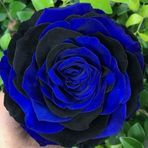 DAY GARDEN 50 ADET MAVİ SİYAH ÇİN GÜLÜ TOHUMU +10 ADET HEDİYE KARIŞIK LALE ÇİÇEK TOHUMU