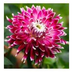 DAY GARDEN 50 ADET MOR DAHLİA ÇİÇEĞİ TOHUMU + 10 ADET HEDİYE KARIŞIK GÜL ÇİÇEK TOHUMU