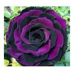 DAY GARDEN 50 ADET MOR SİYAH ÇİN GÜLÜ TOHUMU +10 ADET HEDİYE KARIŞIK LALE ÇİÇEK TOHUMU
