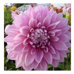 DAY GARDEN 50 ADET PEMBE DAHLİA ÇİÇEĞİ TOHUMU + 10 ADET HEDİYE KARIŞIK GÜL ÇİÇEK TOHUMU