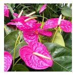 DAY GARDEN 50 ADET PEMBE RENK ANTORYUM ÇİÇEK TOHUMU + 10 ADET HEDİYE GÜL TOHUMU