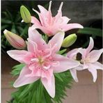 DAY GARDEN 50 ADET PEMBE RENK ZAMBAK TOHUMU + 10 ADET HEDİYE SÜS YONCASI ŞOK FİYAT