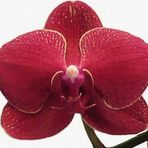 Day Garden 50 Adet Phalaenopsıs Bordo Orkıde Tohumu + 10 Adet Hedıye Gul Tohumu Sok Fıyat