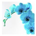 DAY GARDEN 50 ADET PHALAENOPSİS MAVİ ORKİDE TOHUMU + 10 ADET HEDİYE GÜL TOHUMU ŞOK FİYAT