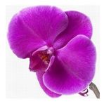 DAY GARDEN 50 ADET PHALAENOPSİS MOR ORKİDE TOHUMU + 10 ADET HEDİYE GÜL TOHUMU