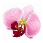 DAY GARDEN 50 ADET PHALAENOPSİS PEMBE ORKİDE TOHUMU + 10 ADET HEDİYE GÜL TOHUMU