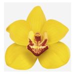 DAY GARDEN 50 Adet PHALAENOPSİS SARI ORKİDE TOHUMU 10 ADET HEDİYE GÜL TOHUMU
