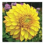 DAY GARDEN 50 ADET SARI DAHLİA ÇİÇEĞİ TOHUMU + 10 ADET HEDİYE KARIŞIK GÜL ÇİÇEK TOHUMU