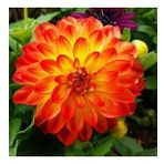 DAY GARDEN 50 ADET TURUNCU DAHLİA ÇİÇEĞİ TOHUMU + 10 ADET HEDİYE KARIŞIK GÜL ÇİÇEK TOHUMU