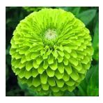 DAY GARDEN 50 ADET YEŞİL DAHLİA ÇİÇEĞİ TOHUMU + 10 ADET HEDİYE KARIŞIK GÜL ÇİÇEK TOHUMU