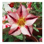 DAY GARDEN 50 ADET YILDIZ DAHLİA ÇİÇEĞİ TOHUMU + 10 ADET HEDİYE KARIŞIK GÜL ÇİÇEK TOHUMU
