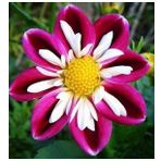 DAY GARDEN 50 ADET YILDIZ MOR DAHLİA ÇİÇEĞİ TOHUMU + 10 ADET HEDİYE KARIŞIK GÜL ÇİÇEK TOHUMU