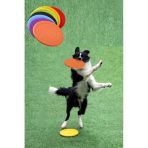 Dayanıklı Silikon Frizbi Köpek Oyuncağı 17.5 Cm - Esnek Ve Güvenli