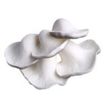 DEARMAMY Yapay Mantar, Gerçekçi Plastik Gri İstiridye Mantarı Sahte Sebzeler Simülasyon Süs Ev Mutfak Parti Bahçe Bonsai Manzara Fotoğraf Sahne