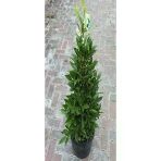 Defne Ağacı (Laurus Nobilis) Fidanı 10-20 cm
