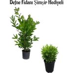 Defne Çalısı FidanI(40-60 cm)+Çalı Şımşırı(30-40 cm) Hediyeli Saksılı Bahçe Bitkisi