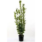 Defne Fidanı 2 Adet 10-20 Cm