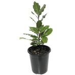 Defne Fidanı 30 - 40 Cm Laurus Nobilis