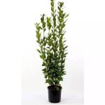 Defne Fidanı Fidesi 10-20 Cm