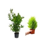 Defne Fidanı Kokulu(40-60Cm)+ Limon Servi Fidanı(20-40Cm) 2'li Set Bahçe Bitkisi, BTS001NA0921