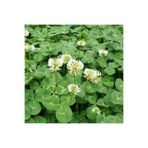 DEFNE TOHUMCULUK Ak Üçgül Tohumu 1 Kg Trifolium Repens Süs Yoncası Tohumu Bodur Yonca Tohumu Yonca Çim Tohumu