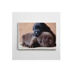 Dekolata Renkli Kovalarda Sevimli Köpekler 60x85 cm Kanvas Tablo