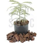 Dekoratif Çam Kabuğu, Kahverengi, 20-40 Mm, 1 Litre, İç Dış Mekan Peyzaj Süslemesi Için, Organik Bahçe Malzemesi