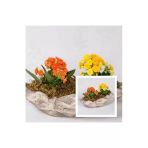 Dekoratif Kayık Saksıda kalanşo Kalanchoe