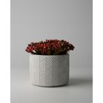Dekoratif Küçük Beton Saksı – Ayaklı / Ayaksız – Sukulent & Mini Kaktüs Saksısı – Renk ve Desen Seçenekli - Ayaksız Yaprak - Gri