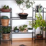 DEKORATİF METAL AYAKLI 8 TEL RAFLI SAKSI STANDI KATLI SAKSILIK ÇİÇEKLİK GARDEN