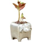 Dekoratif Saksı Minik Kaktüs Saksısı Mini Inek Model - Tekli - Gümüş