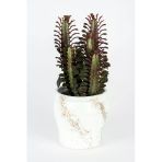 Dekoratif Saksıda Euphorbia Trigona Kaktüs