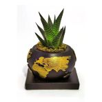 Dekoratif Saksıda Haworthia