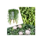 Dekoratif Saksıda Senecio Tespih Çiçeği + Hediye Sukulent