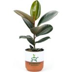 Dekoratif Saksılı Ficus Elastica Midi Boy Kauçuk Çiçeği 1 Adet Saksılı 20-45 cm