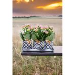 Dekoratif Taş Saksılarda Kalanşo Bitkileri Kalanchoe 001Lpd