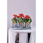 Dekoratif Taş Saksılarda Kalanşo Bitkileri Kalanchoe Kook