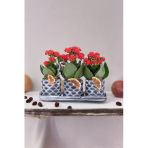 Dekoratif Taş Saksılarda Kalanşo Bitkileri Kalanchoe Kzlbook