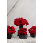 Dekorsende 30 cm Yapay Ponsetya Çiçeği